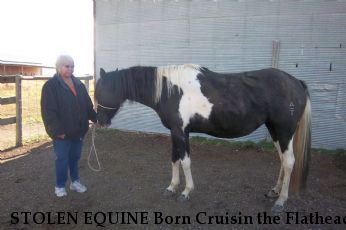STOLEN EQUINE Born Cruisin the Flathead, Near Kinnear, WY, 82516